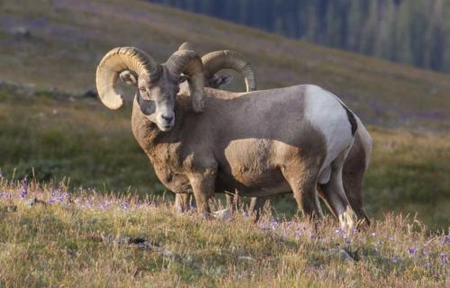 rocky-mountain-national-bighhorn-sheep-2_56aa6bdf-f0ae-5102-065b3f73c1d3505c