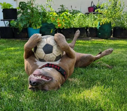 soccer day on lawn 1 close up