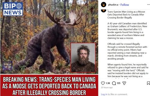 moose