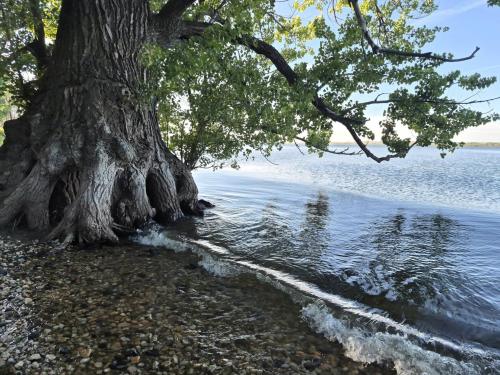 tree at lake