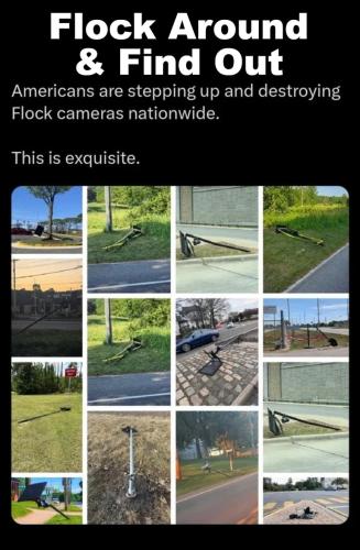 Flock Around and find out.768px