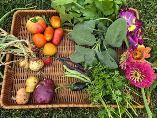 080825 harvest