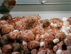 star-trek-tribbles-2