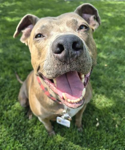 dog day dubs smiling smile outside lawn