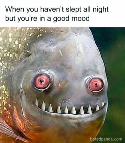 hilarious-daily-memes-jokes-11-68f22afac39e2__700