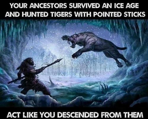 huntedtigers