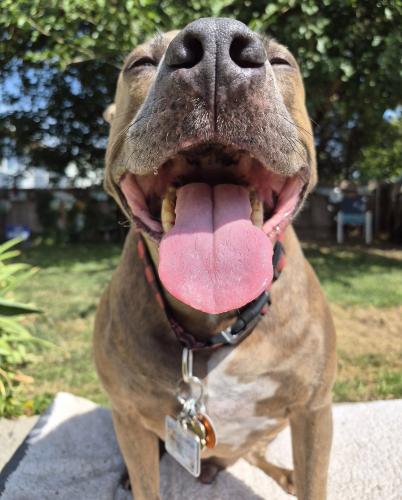 abig smile dubs a big smile