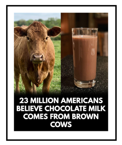 brown cows