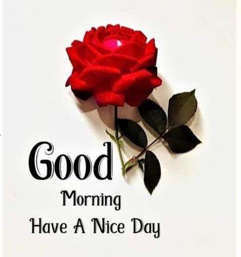 081826 - HAND red rose