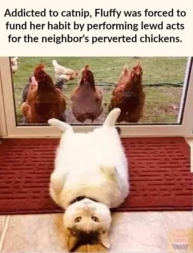 lewd-acts-for-perverted-chickens