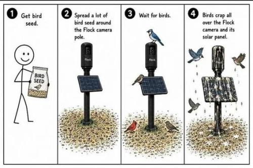 bird-seed-flock-camera