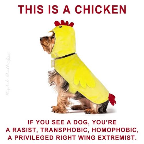 111 Chicken