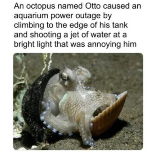 octopus-caused-power-outage