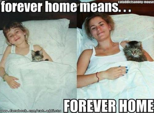 forever-home