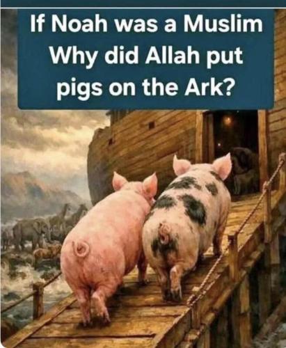 pigs