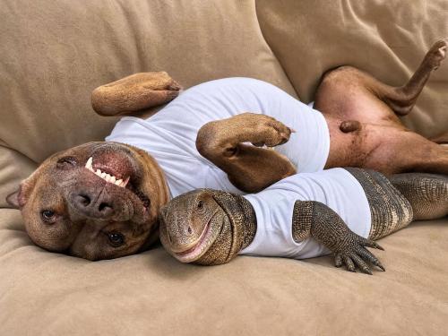 world lizard day