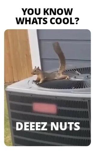 deez-nuts-cool