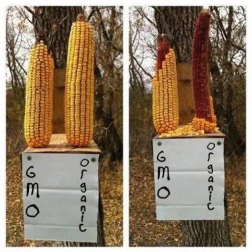 funny 656