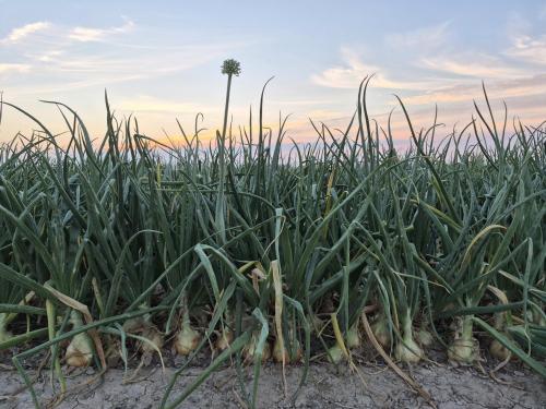 onion fields