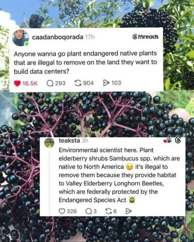 plant-elderberry-shrubs