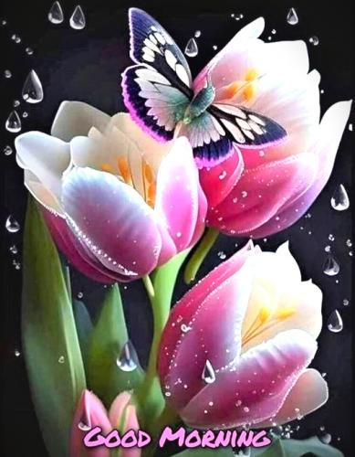 080426 - GM Tulips