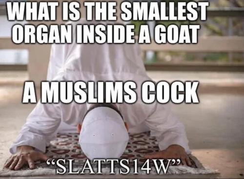 smallest-organ-inside-goat