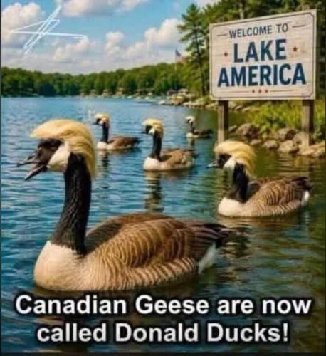 lake-america-donald-ducks
