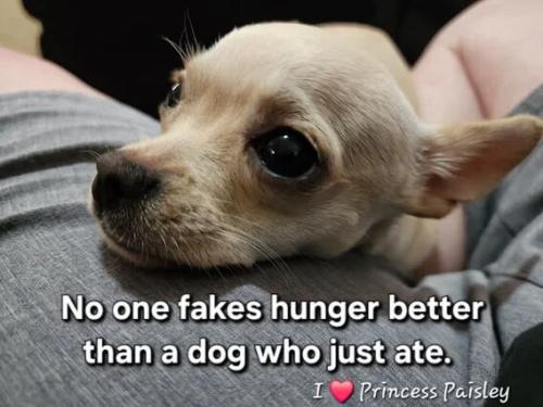 dog-just-ate-fakes-hunger