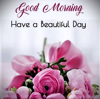 081726 - GM pink roses