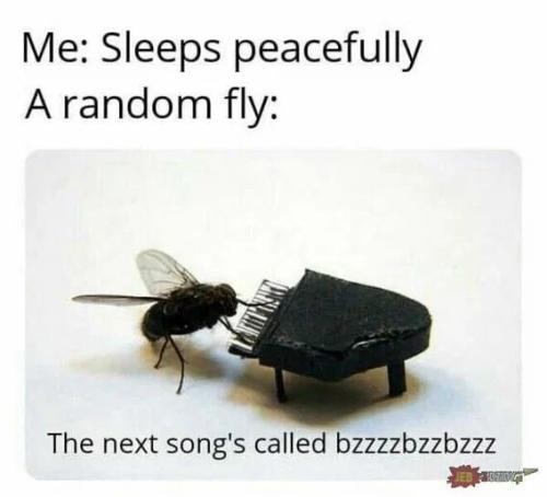 me-random-fly