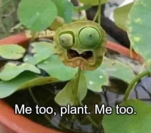 me-too