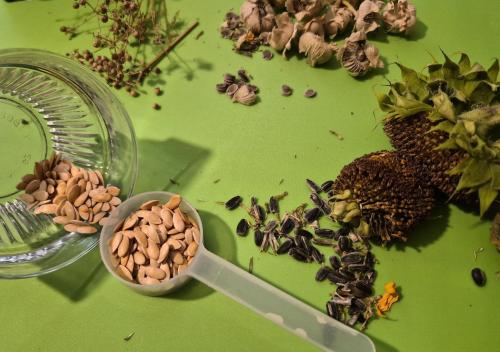 seeds