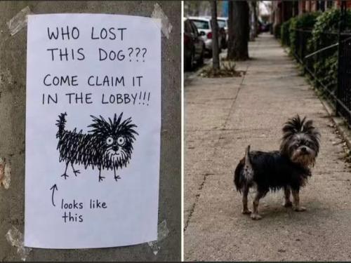 lostdog