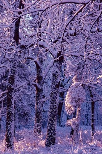 453-56-Sunrise-Snow-Forest-x2048