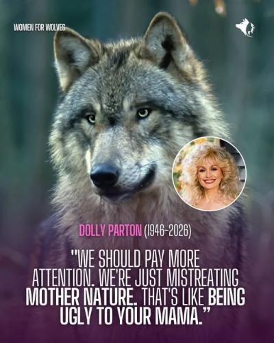 dollywolf