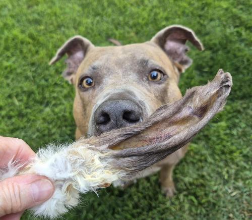 rabbit ears