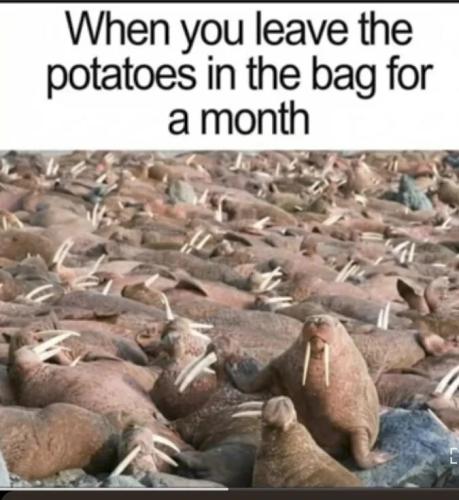 leave-potatoes-in-bag
