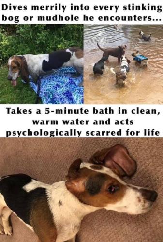or-mudhole-he-encounters-takes-5-minute-bath-clean-warm-water-and-acts-psychologically-scarred-life