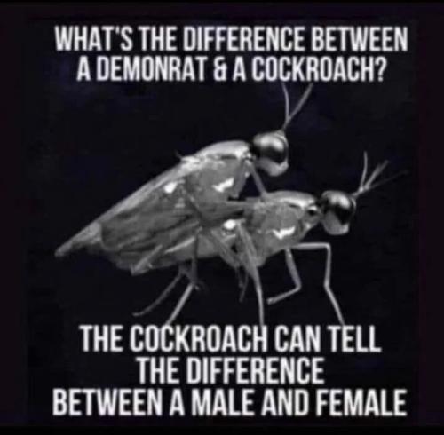 difference-between-democrat-cockroach