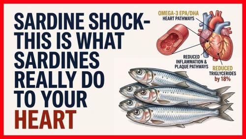 Sardine shock.768px