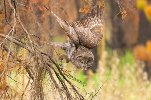 great-grey-owl-hunting