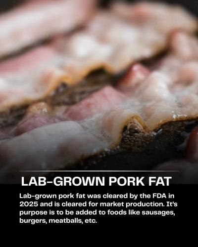 lab grown pork fat