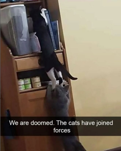 are-doomed-cats-have-joined-forces