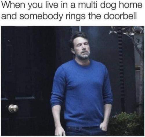 person-live-multi-dog-home-and-somebody-rings-doorbell