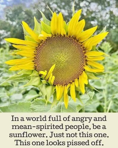 sunflower