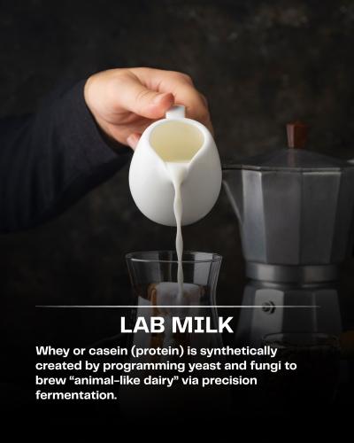 lab milk