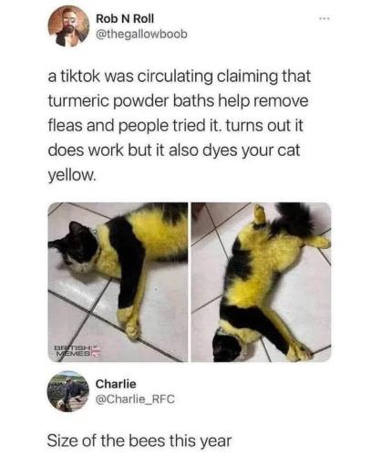 size-of-bees