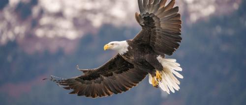 americaneagle