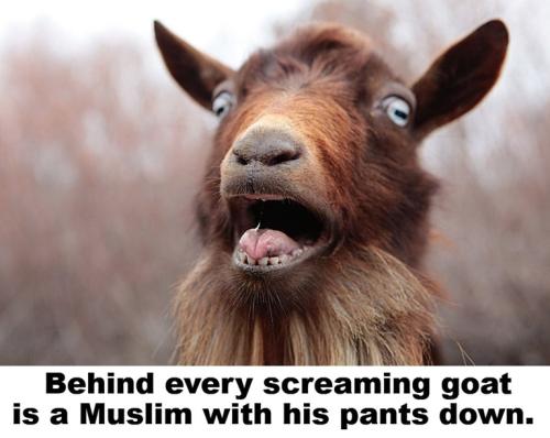 Behind every screaming goat is a Muslim with his pants down2.768px
