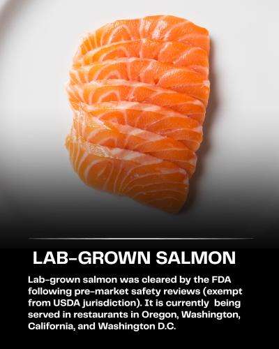 lab  grown salmon
